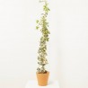 HIEDRA GLORIA MARENGO 3L