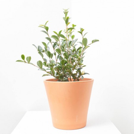 CAMELIA SANSAQUA MACETA 5L