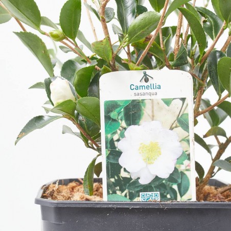 CAMELIA SANSAQUA MACETA 5L