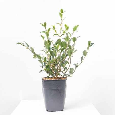 CAMELIA SANSAQUA MACETA 5L