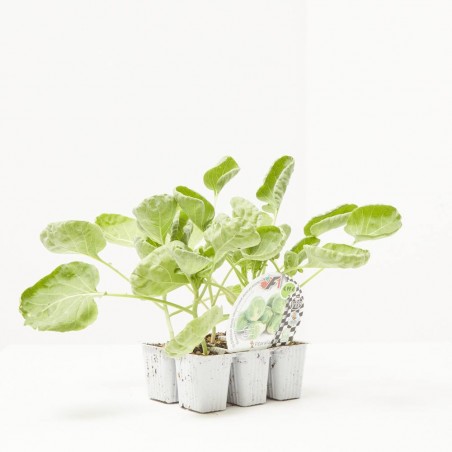 COL BRUSELAS HÍBRIDA F1 BANDEJA 6UDS