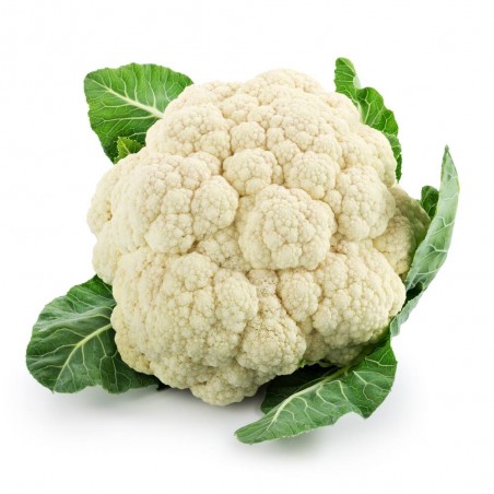  COLIFLOR BLANCA BERLÍN HÍBRIDA F1 BANDEJA 6UDS.