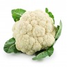  COLIFLOR BLANCA BERLÍN HÍBRIDA F1 BANDEJA 6UDS.