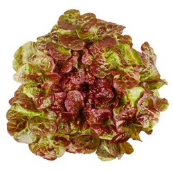 LECHUGA MULTIHOJAS ROJA HOBBY FRESH X 6