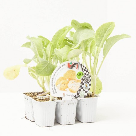 COLIFLOR AMARILLA CHEDDAR HÍBRIDA F1 BANDEJA 6UDS