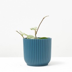 HOYA MATHILDE SPLASH M-6