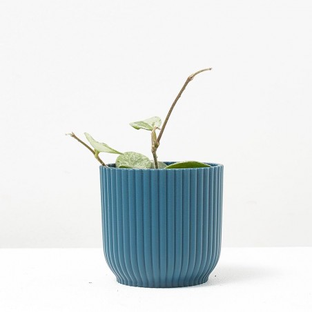 HOYA MATHILDE SPLASH MACETA 6CM