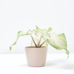 CALADIUM MACULATUM® M-6