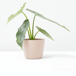 ALOCASIA DRAGON BREATH M-6
