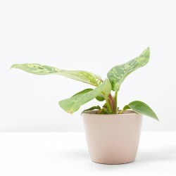 HOMALOMENA WALLISII CAMOUFLAGE 6 CM M-6