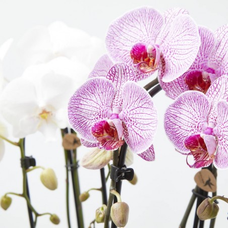 ORQUÍDEAS PHALAENOPIS 2T CASCADA  CON MACETERO RETRO D12