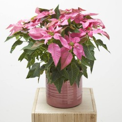 FLOR DE PASCUA POINSETTIA COLOR MACETA 14CM