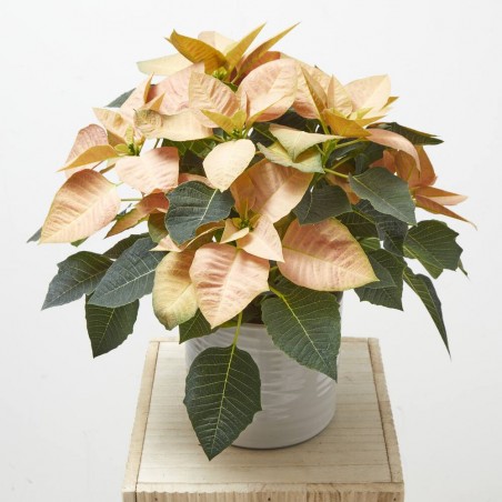 FLOR DE PASCUA POINSETTIA COLOR MACETA 14CM
