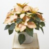 FLOR DE PASCUA POINSETTIA COLOR MACETA 14CM