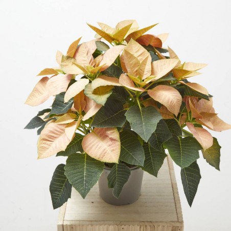 FLOR DE PASCUA POINSETTIA COLOR MACETA 14CM