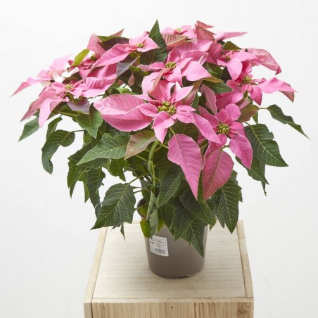 FLOR DE PASCUA POINSETTIA COLOR MACETA 14CM