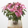 FLOR DE PASCUA POINSETTIA COLOR MACETA 14CM