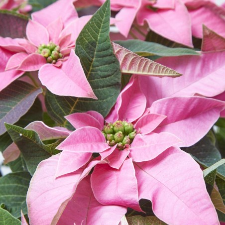 FLOR DE PASCUA POINSETTIA COLOR MACETA 14CM