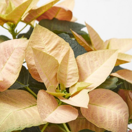 FLOR DE PASCUA POINSETTIA COLOR MACETA 14CM