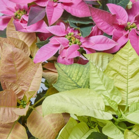 FLOR DE PASCUA POINSETTIA COLOR MACETA 14CM