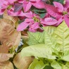 FLOR DE PASCUA POINSETTIA COLOR MACETA 14CM
