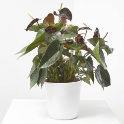 ANTHURIUM BLACK FLOWER M-17