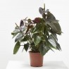 ANTHURIUM BLACK FLOWER M-17