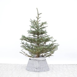 ABETO NATURAL PICEA PUNGENS 125-150CM