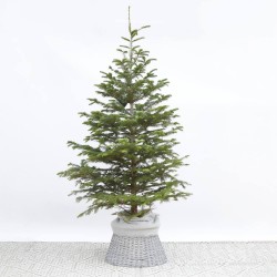 ABETO NATURAL ABIES NORMANDIANA GRAN FORMATO