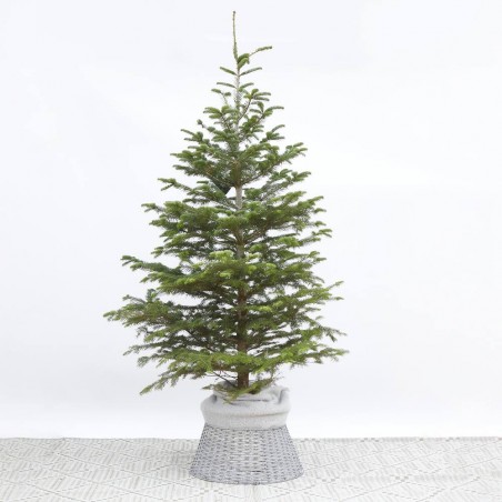 ABETO NATURAL ABIES NORMANDIANA GRAN FORMATO