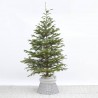 ABETO NATURAL ABIES NORMANDIANA GRAN FORMATO