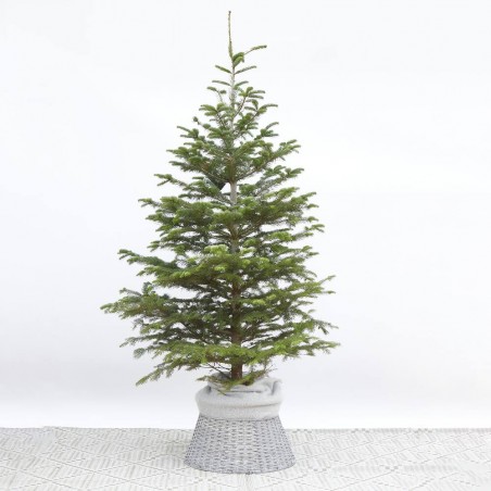 ABETO NATURAL ABIES NORMANDIANA GRAN FORMATO