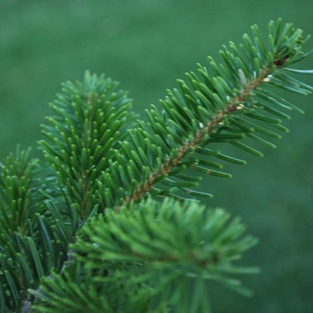 ABETO NATURAL ABIES NORMANDIANA GRAN FORMATO