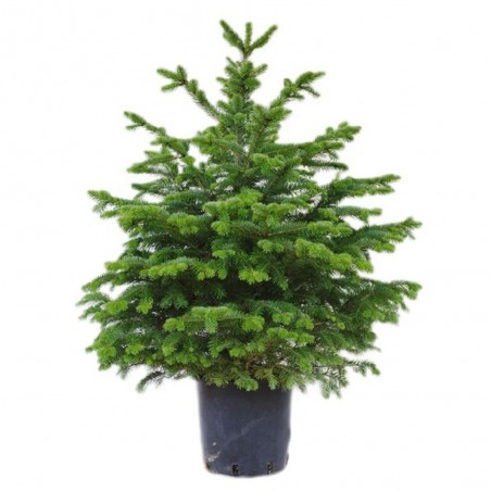 ABETO NATURAL ABIES NORMANDIANA GRAN FORMATO