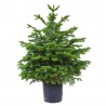 ABETO NATURAL ABIES NORMANDIANA GRAN FORMATO