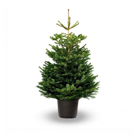 ABETO NATURAL ABIES NORMANDIANA GRAN FORMATO
