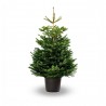ABETO NATURAL ABIES NORMANDIANA GRAN FORMATO