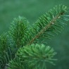 ABETO NATURAL ABIES NORMANDIANA GRAN FORMATO