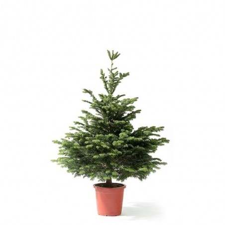 ABETO NATURAL ABIES NORMANDIANA GRAN FORMATO
