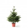 ABETO NATURAL ABIES NORMANDIANA GRAN FORMATO
