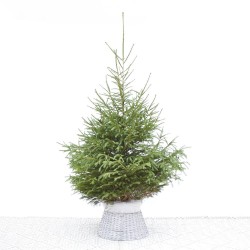 ABETO NATURAL PICEA EXCELSA ENRAIZADA GRAN FORMATO