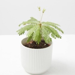 BIOPHYTUM SENSITIVUM “PLANTA DE LA VERGÜENZA”