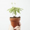 BIOPHYTUM SENSITIVUM “PLANTA DE LA VERGÜENZA”