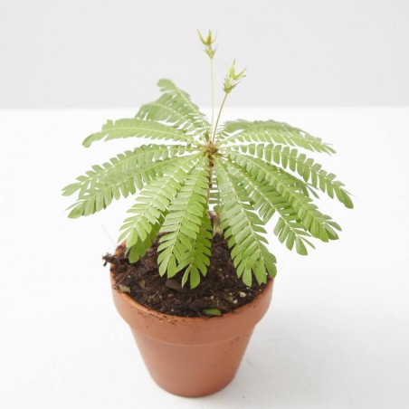 BIOPHYTUM SENSITIVUM “PLANTA DE LA VERGÜENZA”