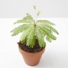 BIOPHYTUM SENSITIVUM “PLANTA DE LA VERGÜENZA”