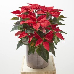 FLOR DE PASCUA POINSETTIA MACETA 4 LITROS
