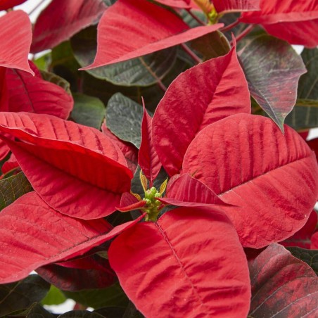 FLOR DE PASCUA POINSETTIA MACETA 4 LITROS