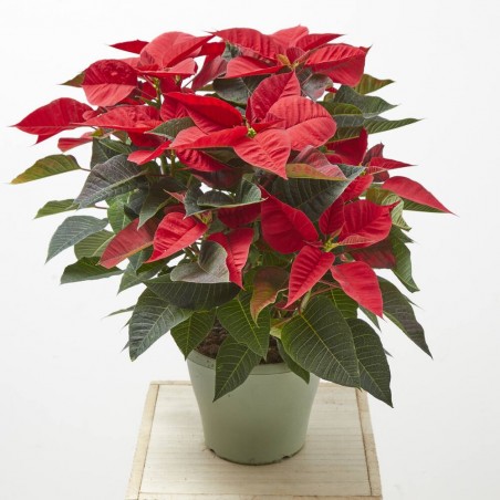 FLOR DE PASCUA POINSETTIA MACETA 4 LITROS