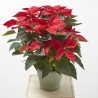 FLOR DE PASCUA POINSETTIA MACETA 4 LITROS