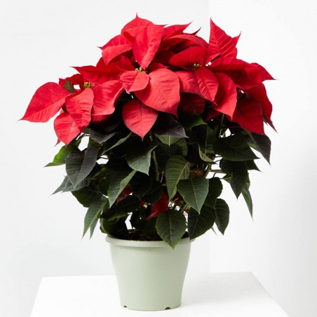 FLOR DE PASCUA POINSETTIA MACETA 4 LITROS
